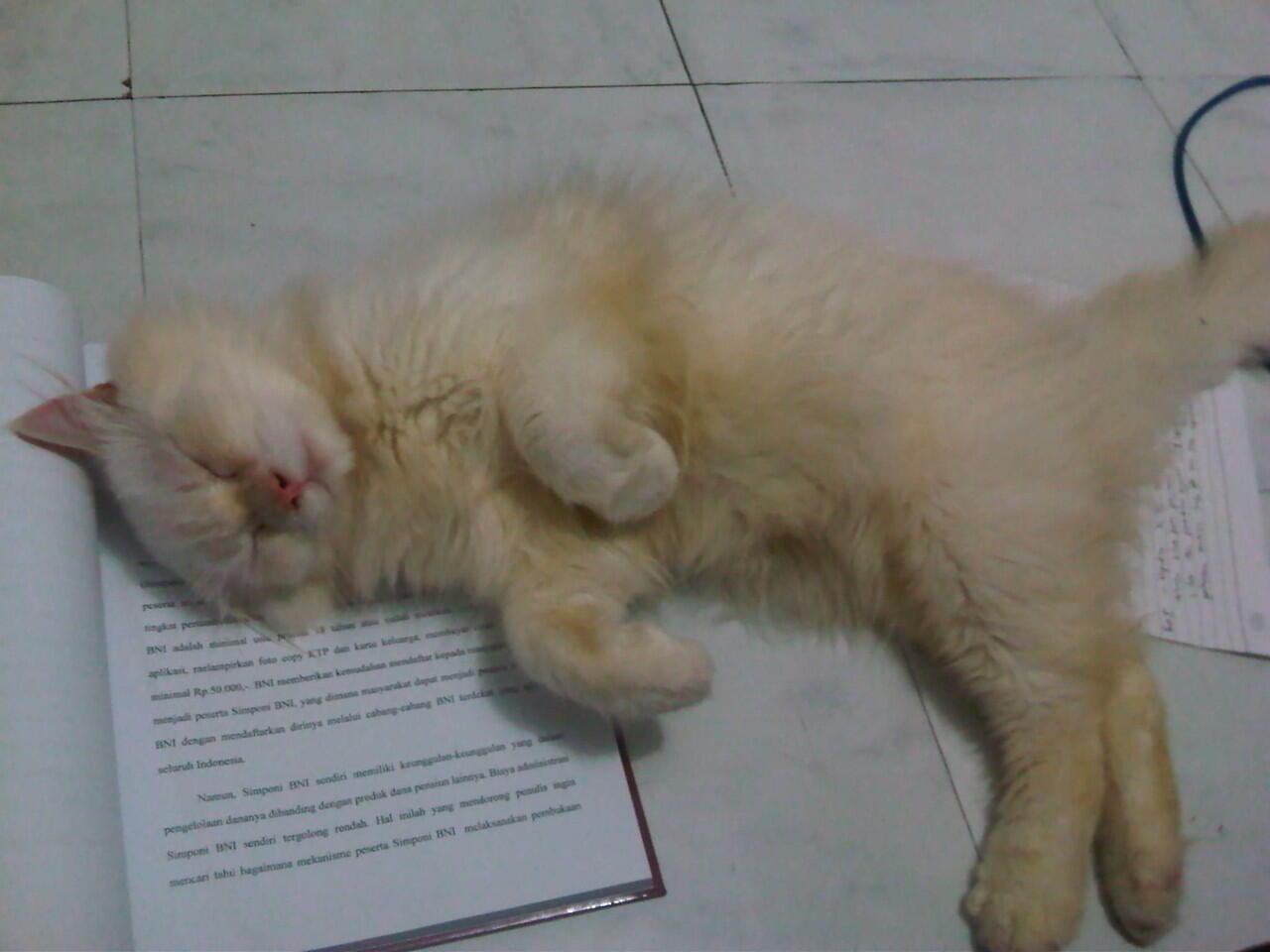 Dicari Kucing Hilang