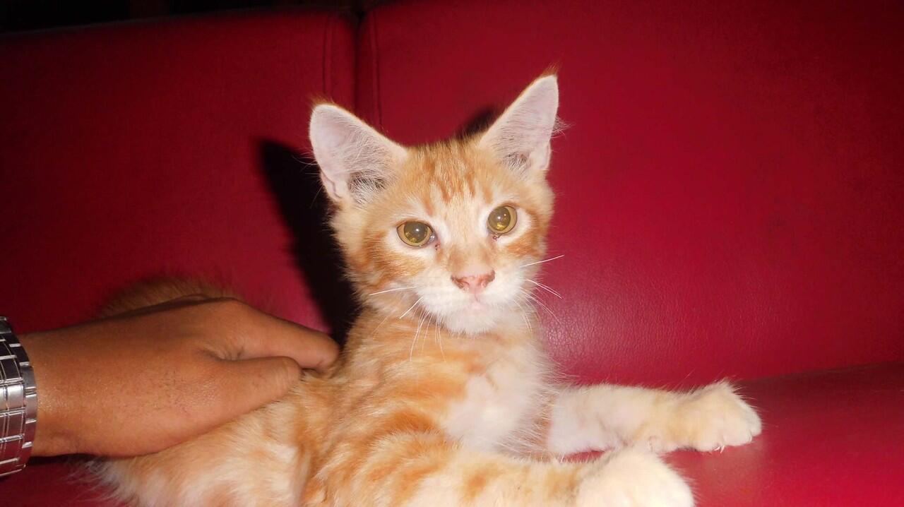 WTS> Kitten Mainecoon Pure ( Male ) Red tabby.