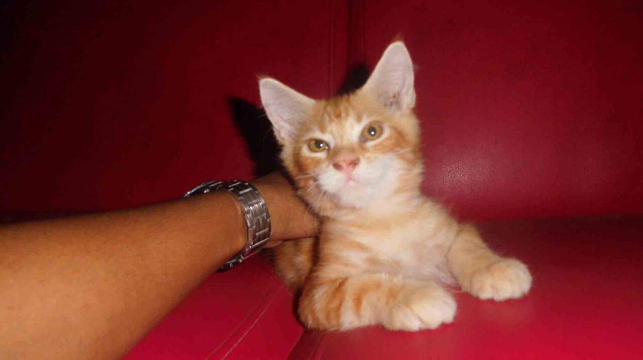 WTS&gt; Kitten Mainecoon Pure ( Male ) Red tabby.
