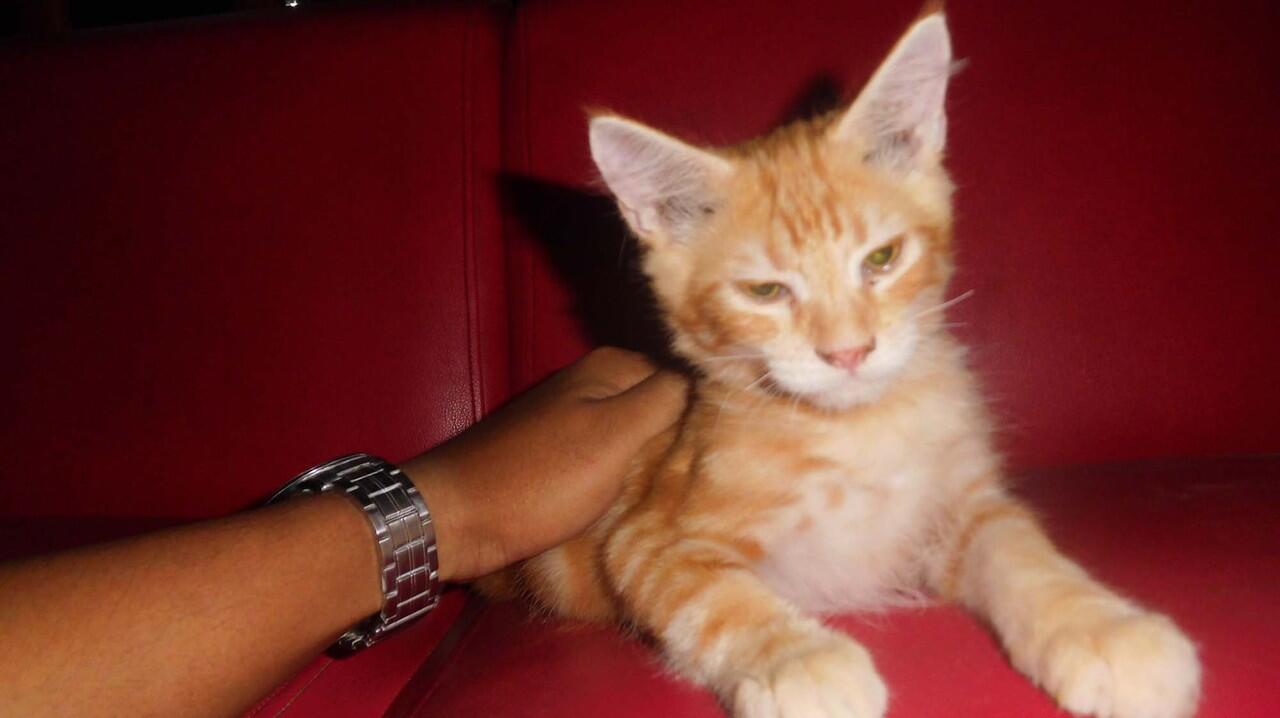 WTS> Kitten Mainecoon Pure ( Male ) Red tabby.