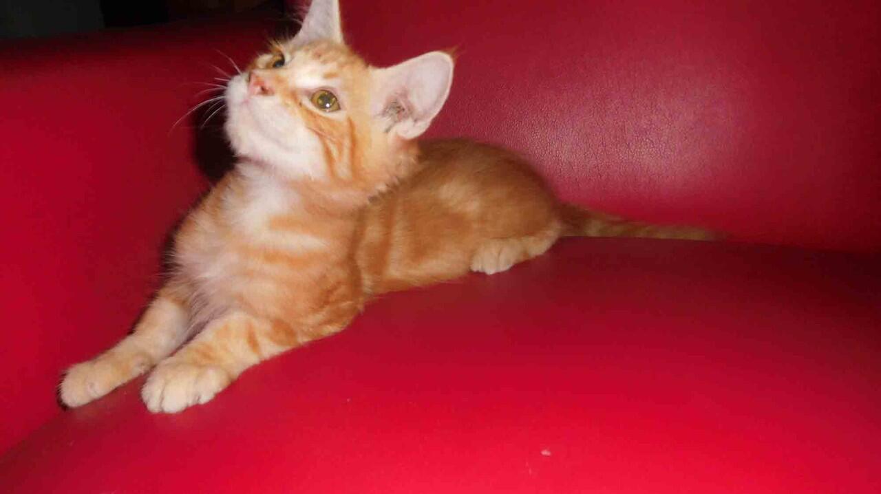 WTS&gt; Kitten Mainecoon Pure ( Male ) Red tabby.