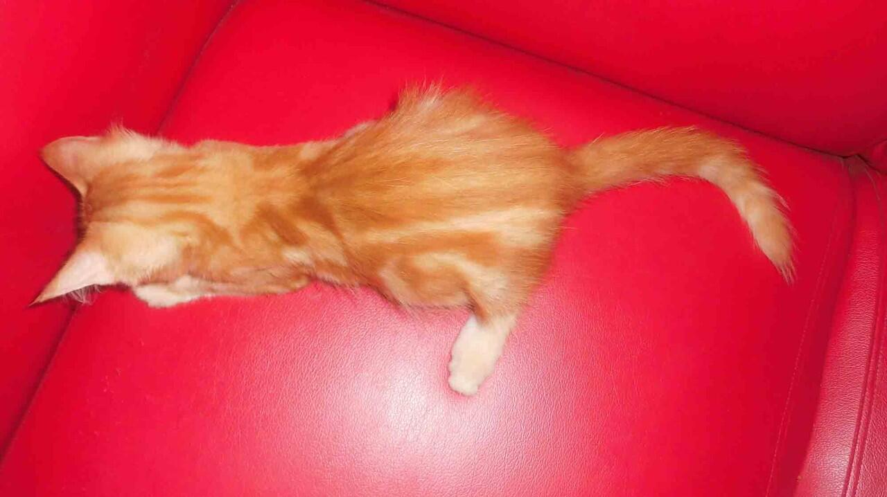 WTS> Kitten Mainecoon Pure ( Male ) Red tabby.