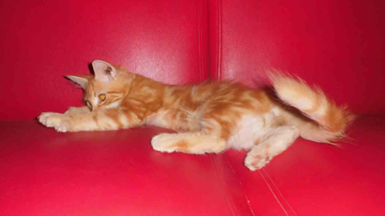 WTS&gt; Kitten Mainecoon Pure ( Male ) Red tabby.