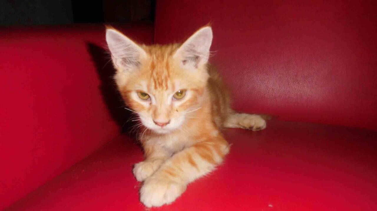 WTS&gt; Kitten Mainecoon Pure ( Male ) Red tabby.