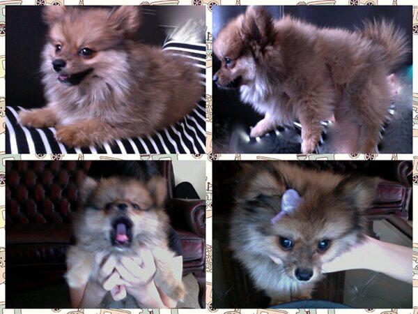 Dijual Anak Anjing Lucu (Puppies)