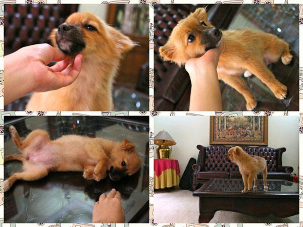 Dijual Anak Anjing Lucu (Puppies)