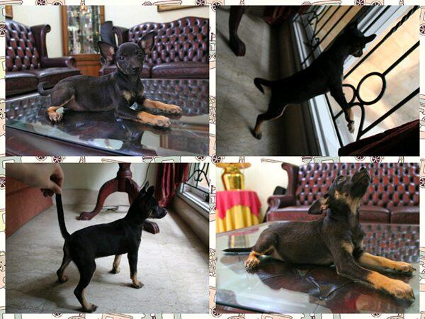 Dijual Anak Anjing Lucu (Puppies)