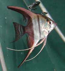 Aneka Ikan Hias