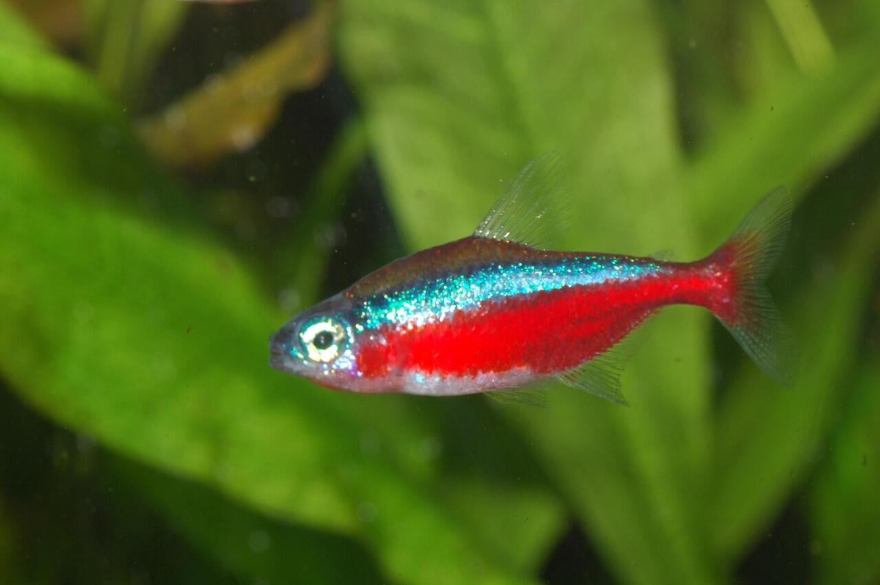Aneka Ikan Hias