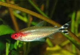 Aneka Ikan Hias