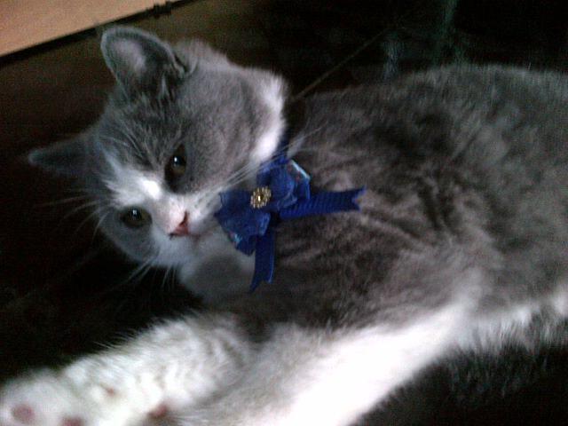 Jual Kucing Peliharaan Rumah Ane