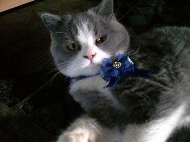 Jual Kucing Peliharaan Rumah Ane