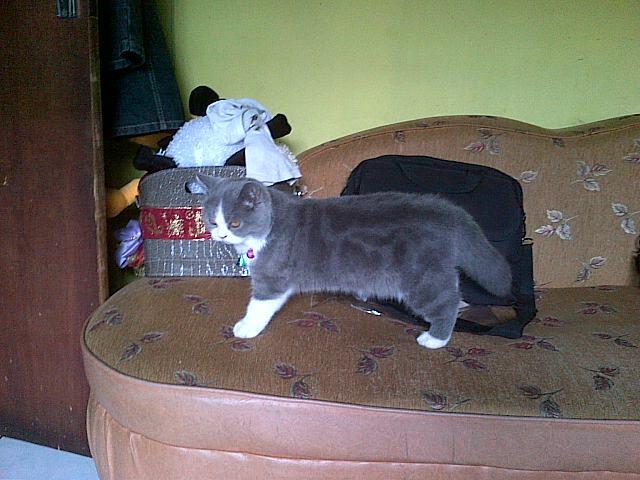 Jual Kucing Peliharaan Rumah Ane