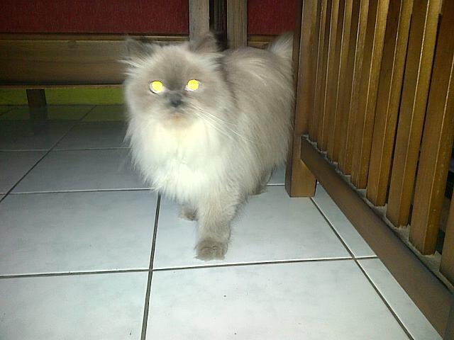Jual Kucing Peliharaan Rumah Ane