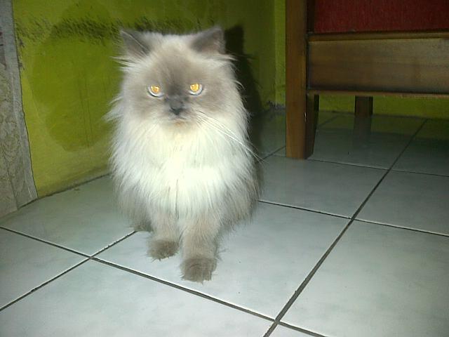 Jual Kucing Peliharaan Rumah Ane
