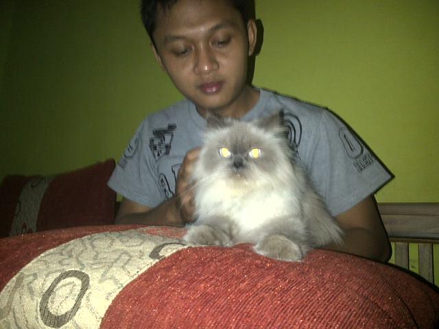 Jual Kucing Peliharaan Rumah Ane