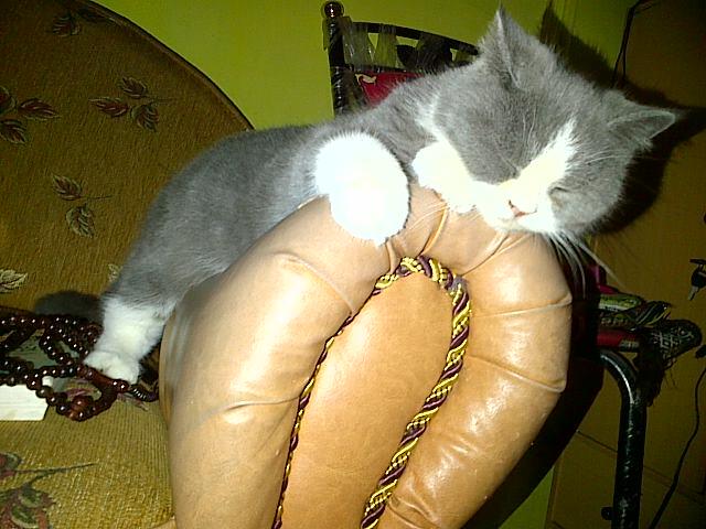 Jual Kucing Peliharaan Rumah Ane