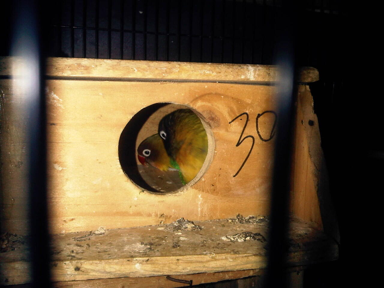 Jual Indukan LoveBird/ 2 pasang