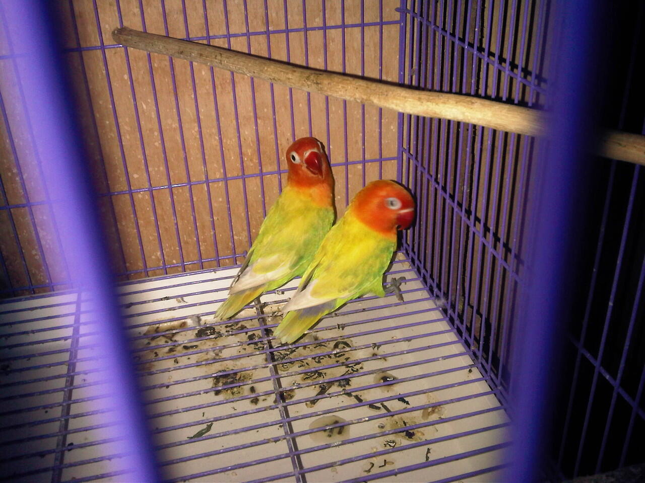 Jual Indukan LoveBird/ 2 pasang
