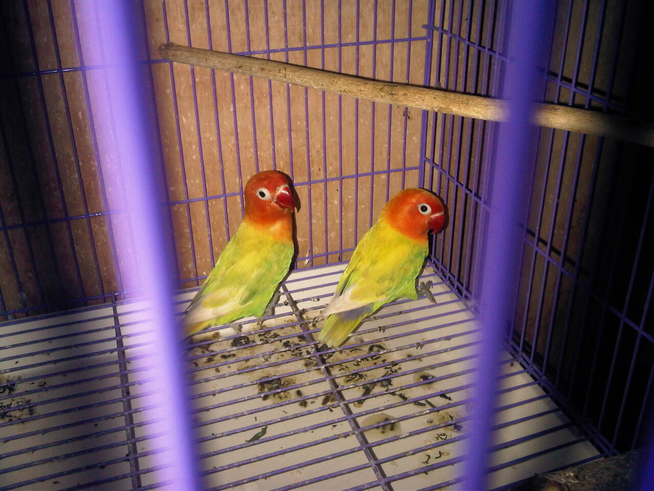 Jual Indukan LoveBird/ 2 pasang