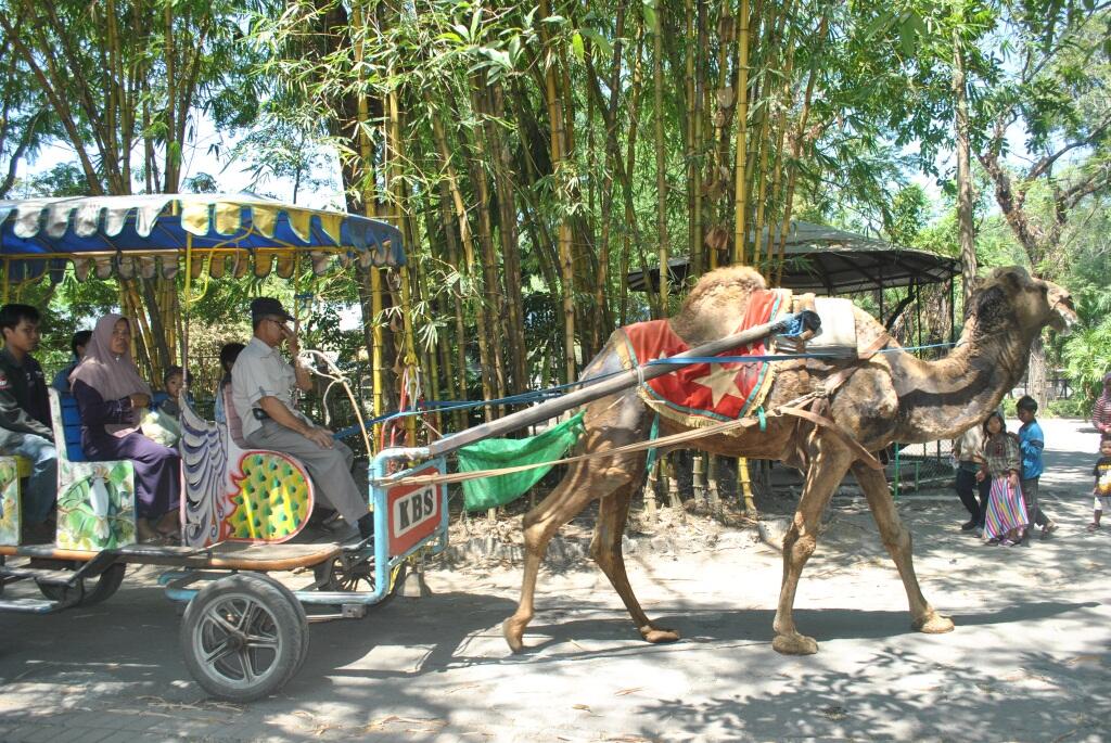 Jalan-jalan ke KBS Surabaya