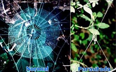 5 "Zombie" Mengerikan di Kehidupan Nyata