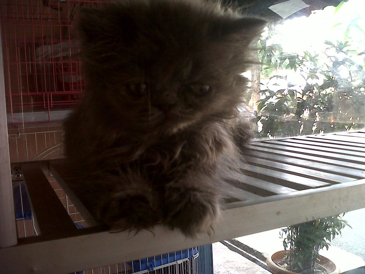 Kitten Flatnose dan Persia Medium Harga dari 2,5jt - 3,5jt nego !
