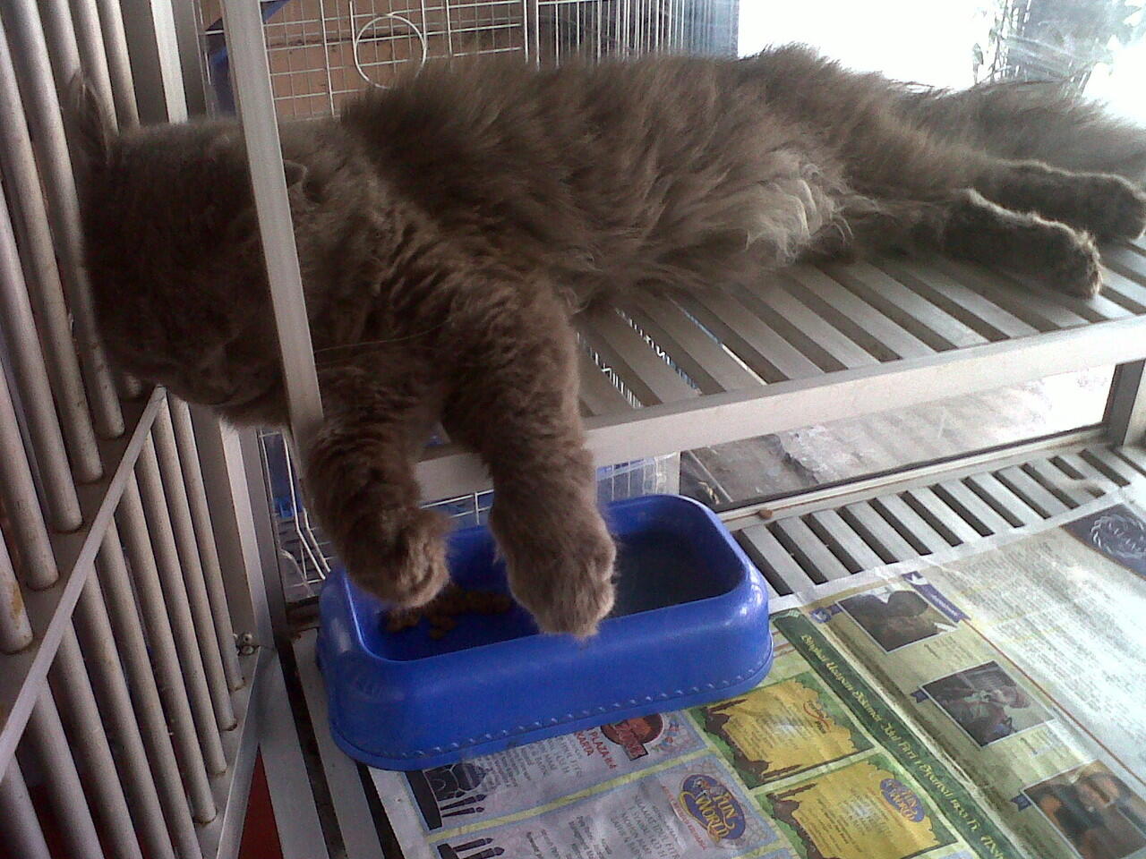 Kitten Flatnose dan Persia Medium Harga dari 2,5jt - 3,5jt nego !