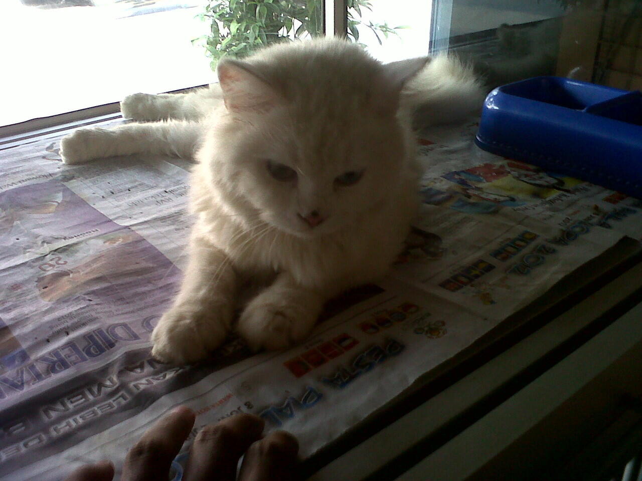 Kitten Flatnose dan Persia Medium Harga dari 2,5jt - 3,5jt nego !