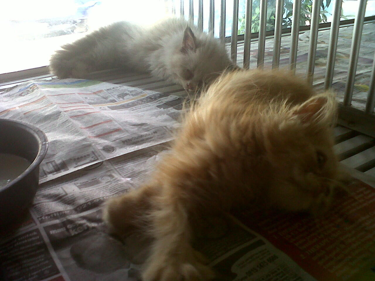 Kitten Flatnose dan Persia Medium Harga dari 2,5jt - 3,5jt nego !