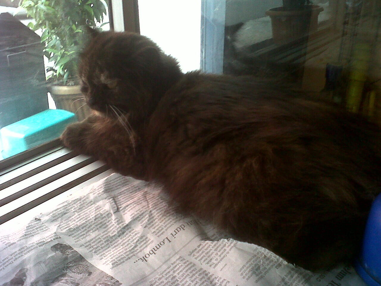 Kitten Flatnose dan Persia Medium Harga dari 2,5jt - 3,5jt nego !