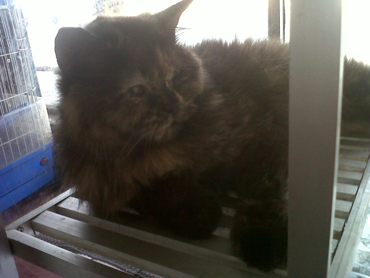 Kitten Flatnose dan Persia Medium Harga dari 2,5jt - 3,5jt nego !