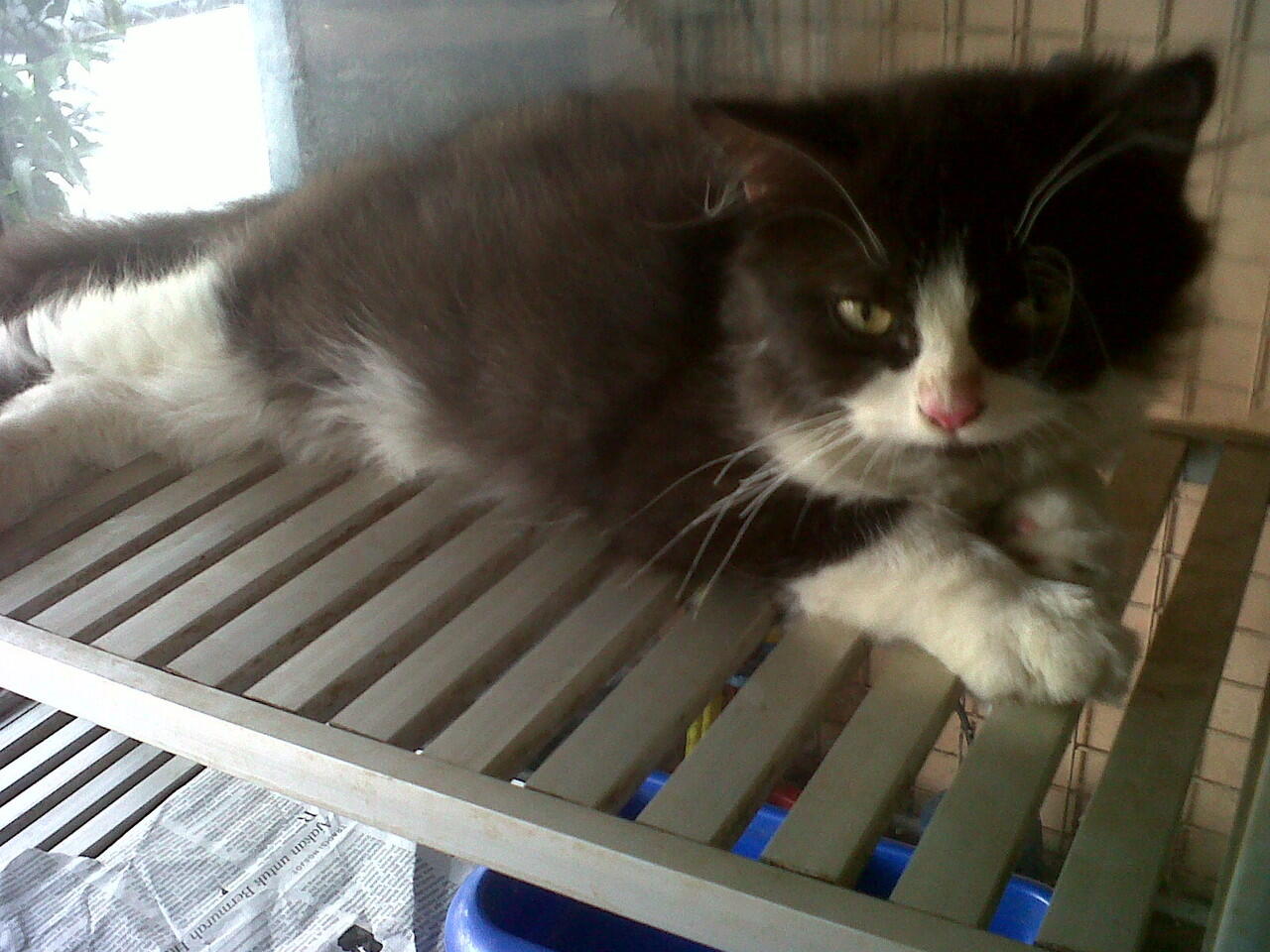 Kitten Flatnose dan Persia Medium Harga dari 2,5jt - 3,5jt nego !