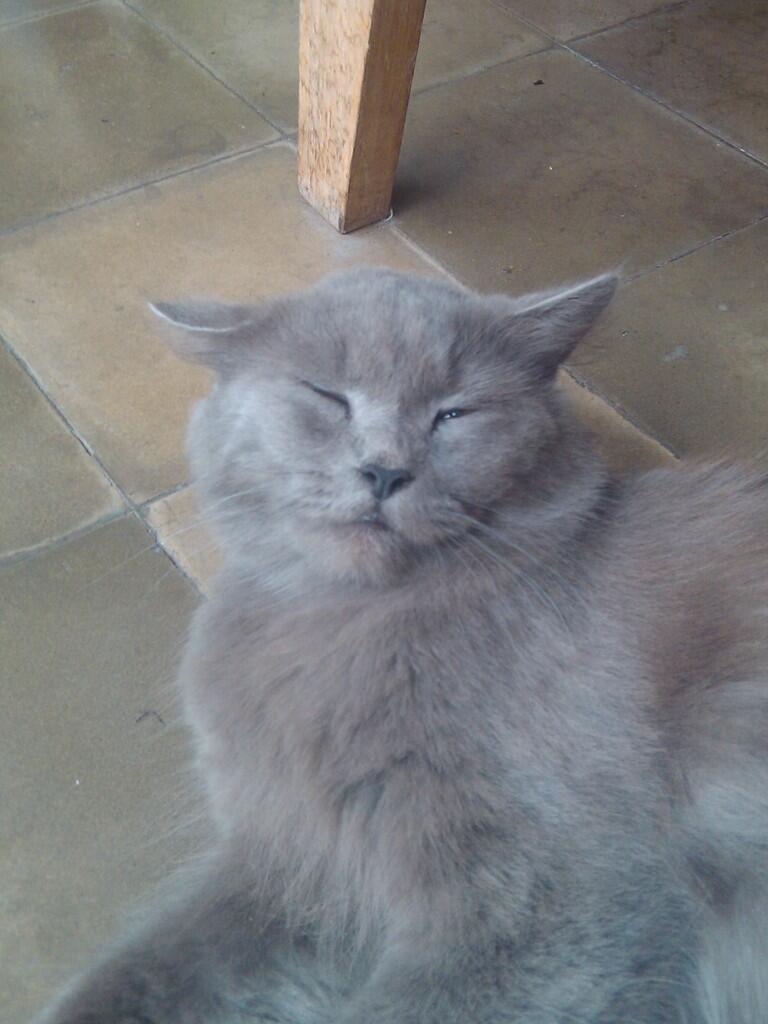 Jual kucing peranakan Persie-Anggora