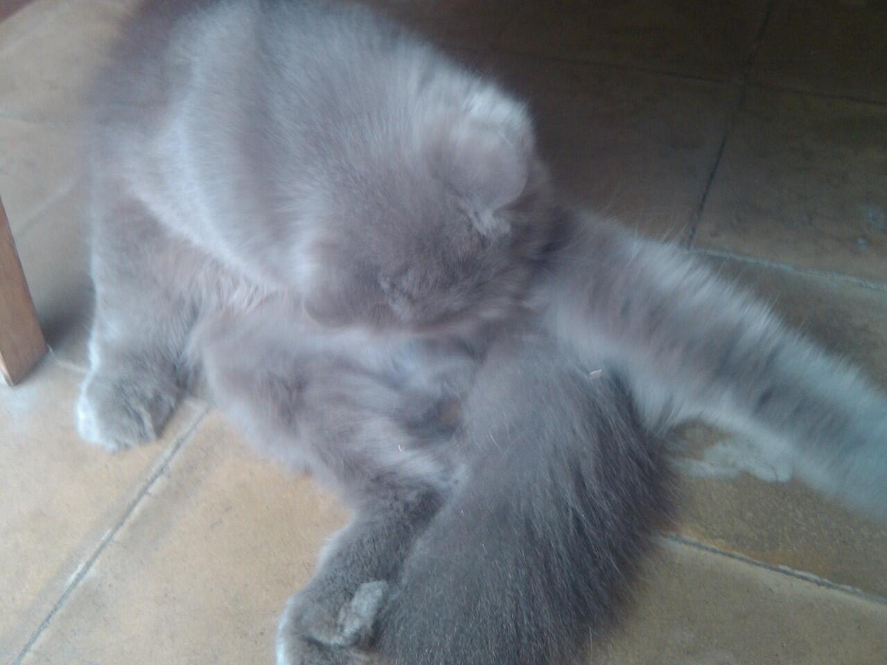 Jual kucing peranakan Persie-Anggora
