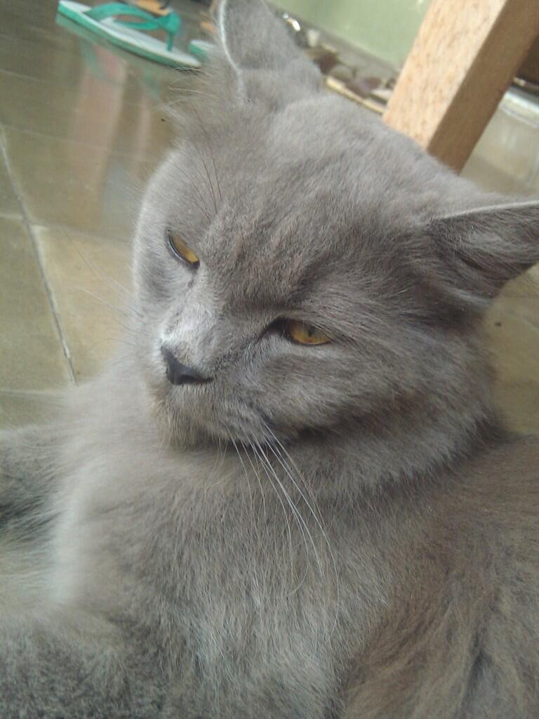 Jual kucing peranakan Persie-Anggora