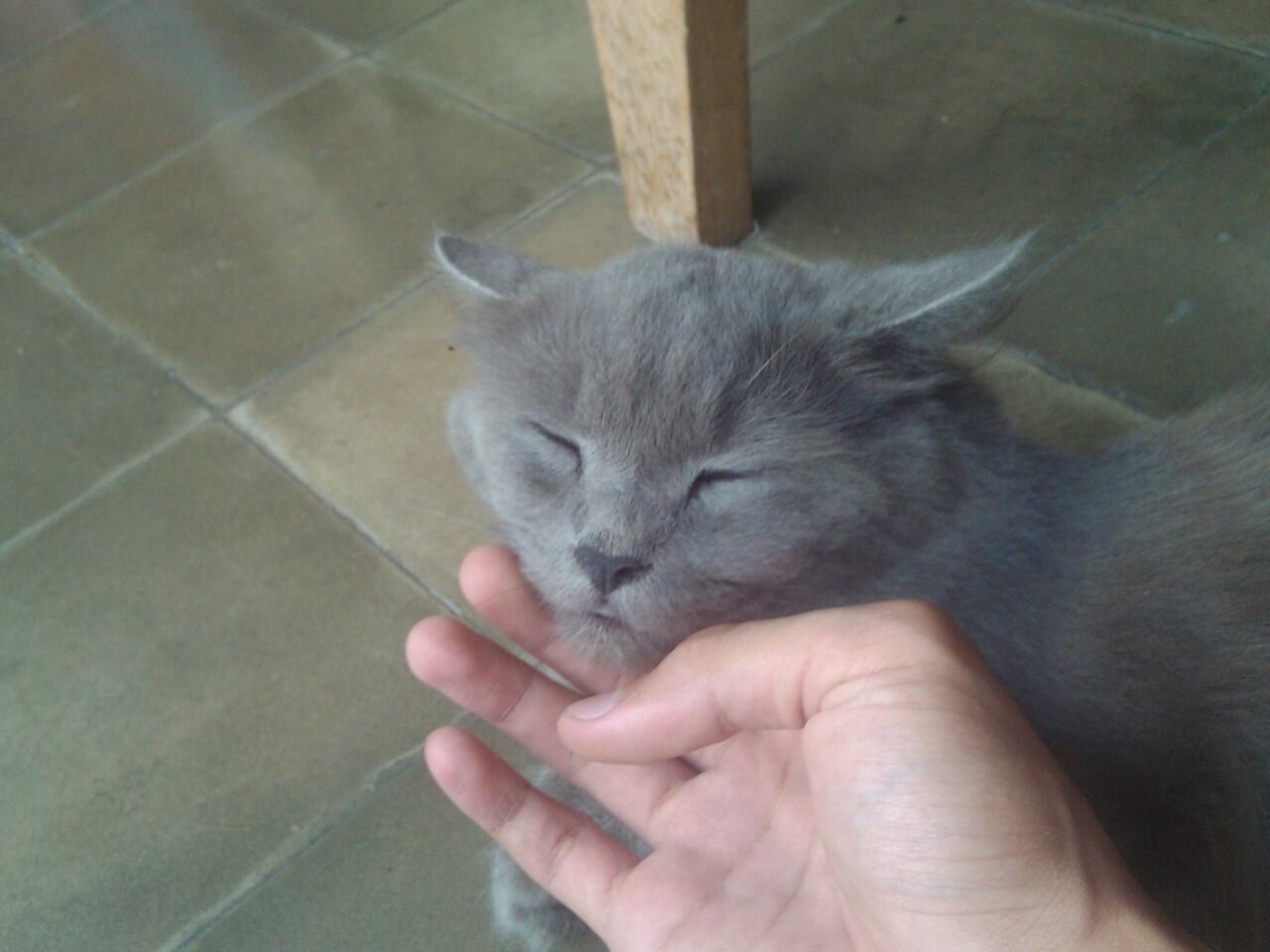 Jual kucing peranakan Persie-Anggora