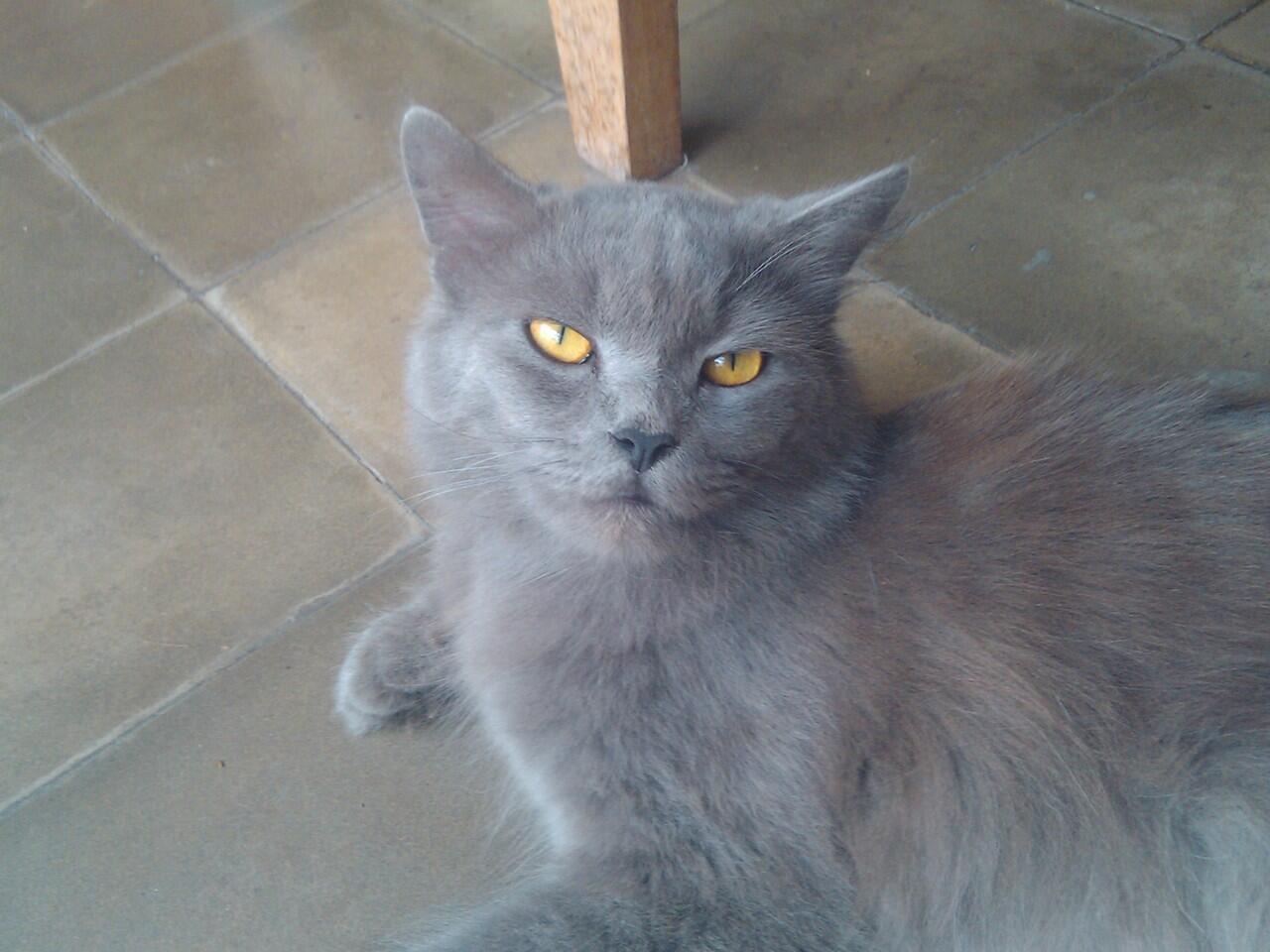 Jual kucing peranakan Persie-Anggora