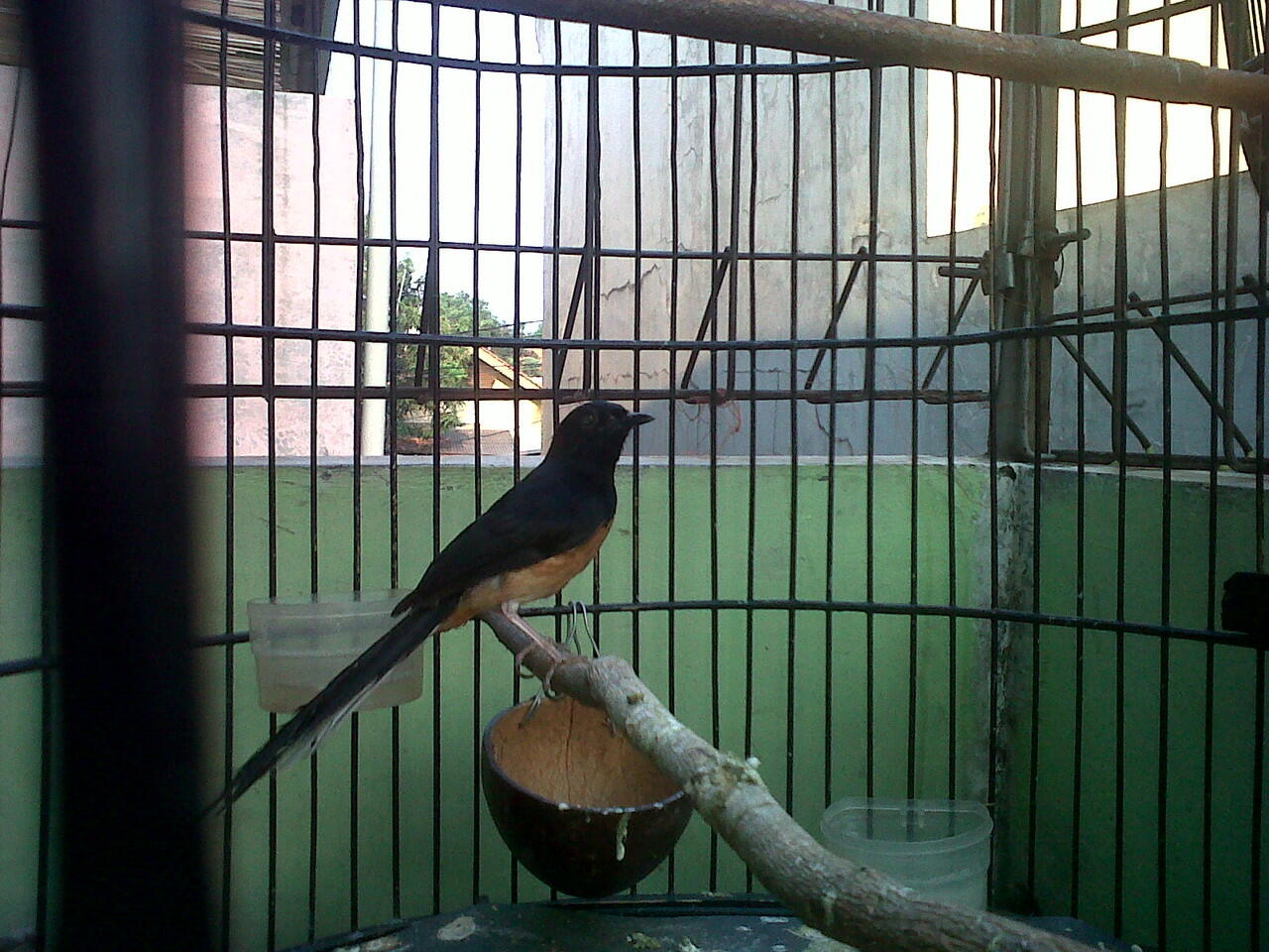 Dijual murai batu medan dan murai batu blorok blacktail 