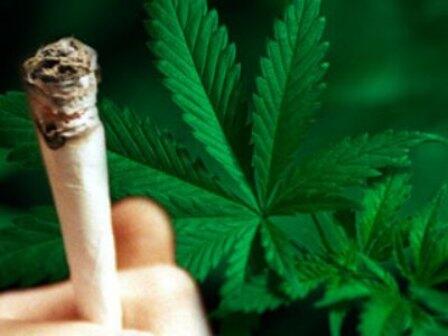 Ganja Hentikan Penyebaran Sel Kanker?