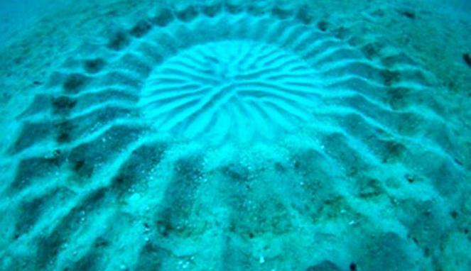 Misteri &quot;Crop Circle&quot; Bawah Laut Jepang Terkuak