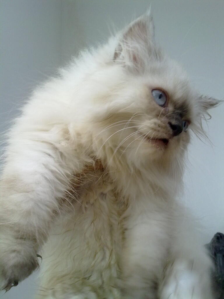 kucing borongan muraaaaaaaahhhhh..