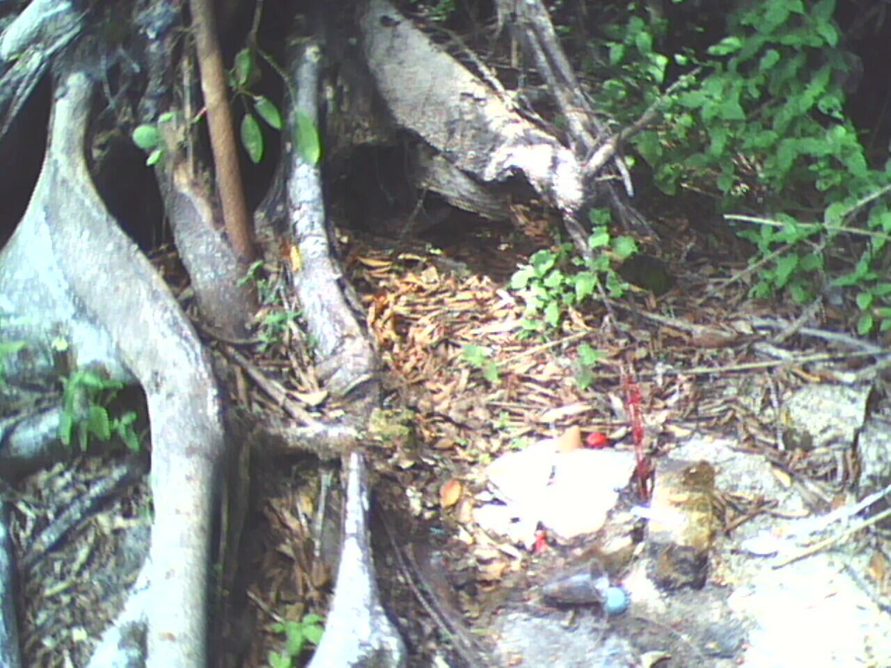 PARA SESEPUH, TOLONG TERRWANG PENGHUNI POHON INI (PIC) !