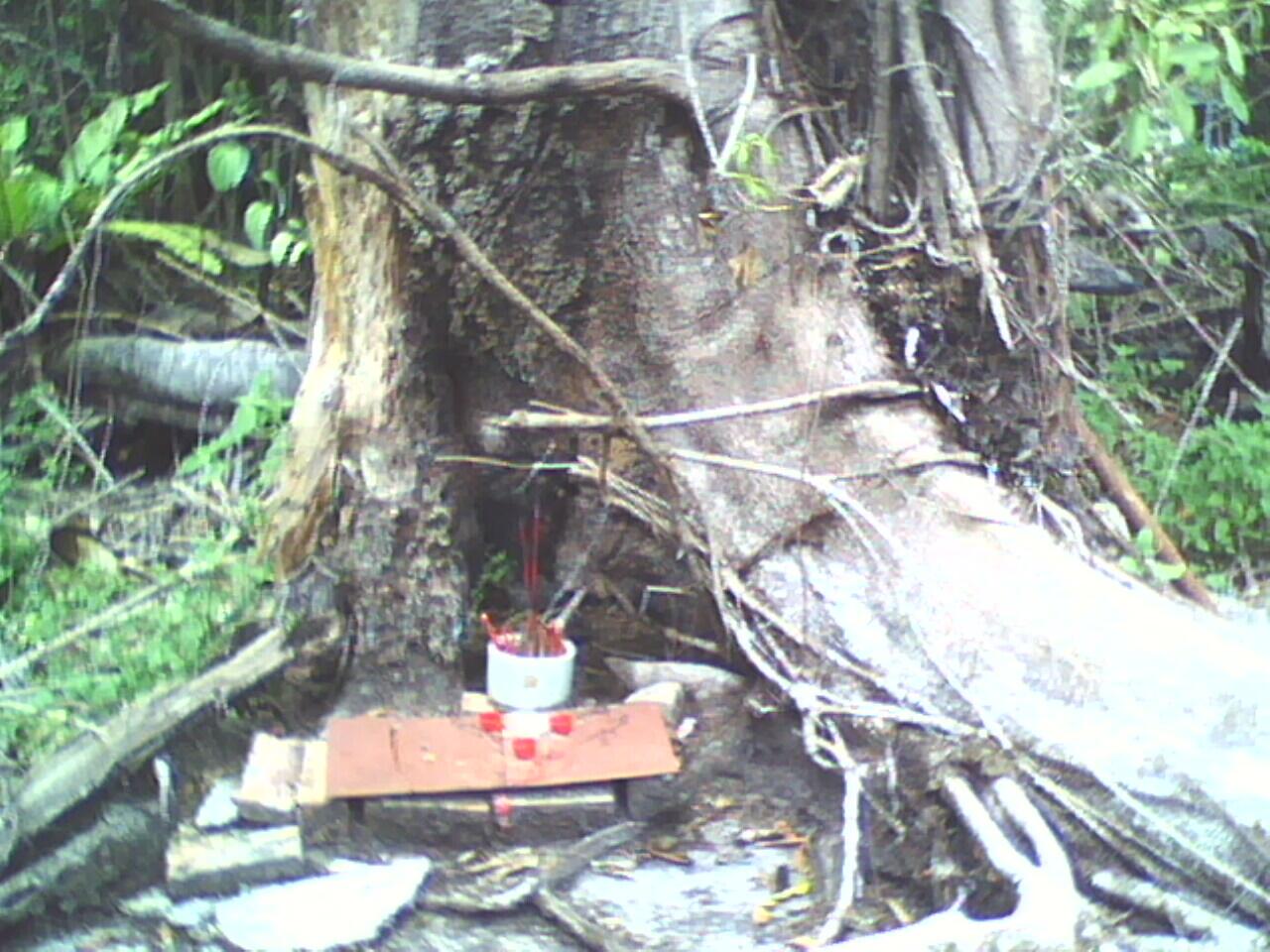 PARA SESEPUH, TOLONG TERRWANG PENGHUNI POHON INI (PIC) !
