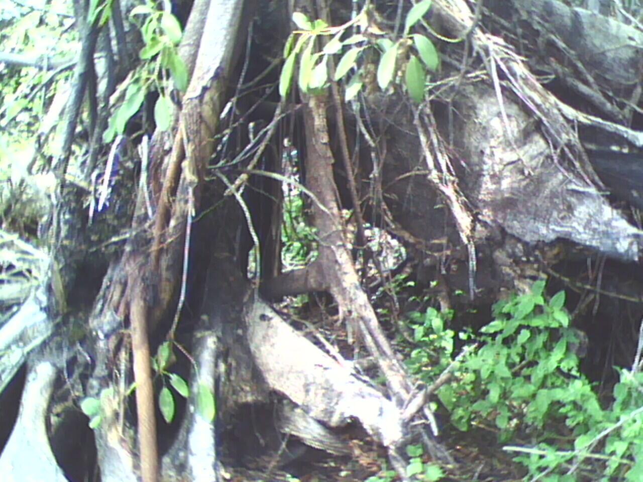 PARA SESEPUH, TOLONG TERRWANG PENGHUNI POHON INI (PIC) !