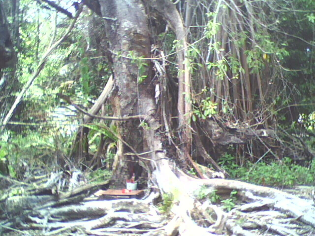 PARA SESEPUH, TOLONG TERRWANG PENGHUNI POHON INI (PIC) !