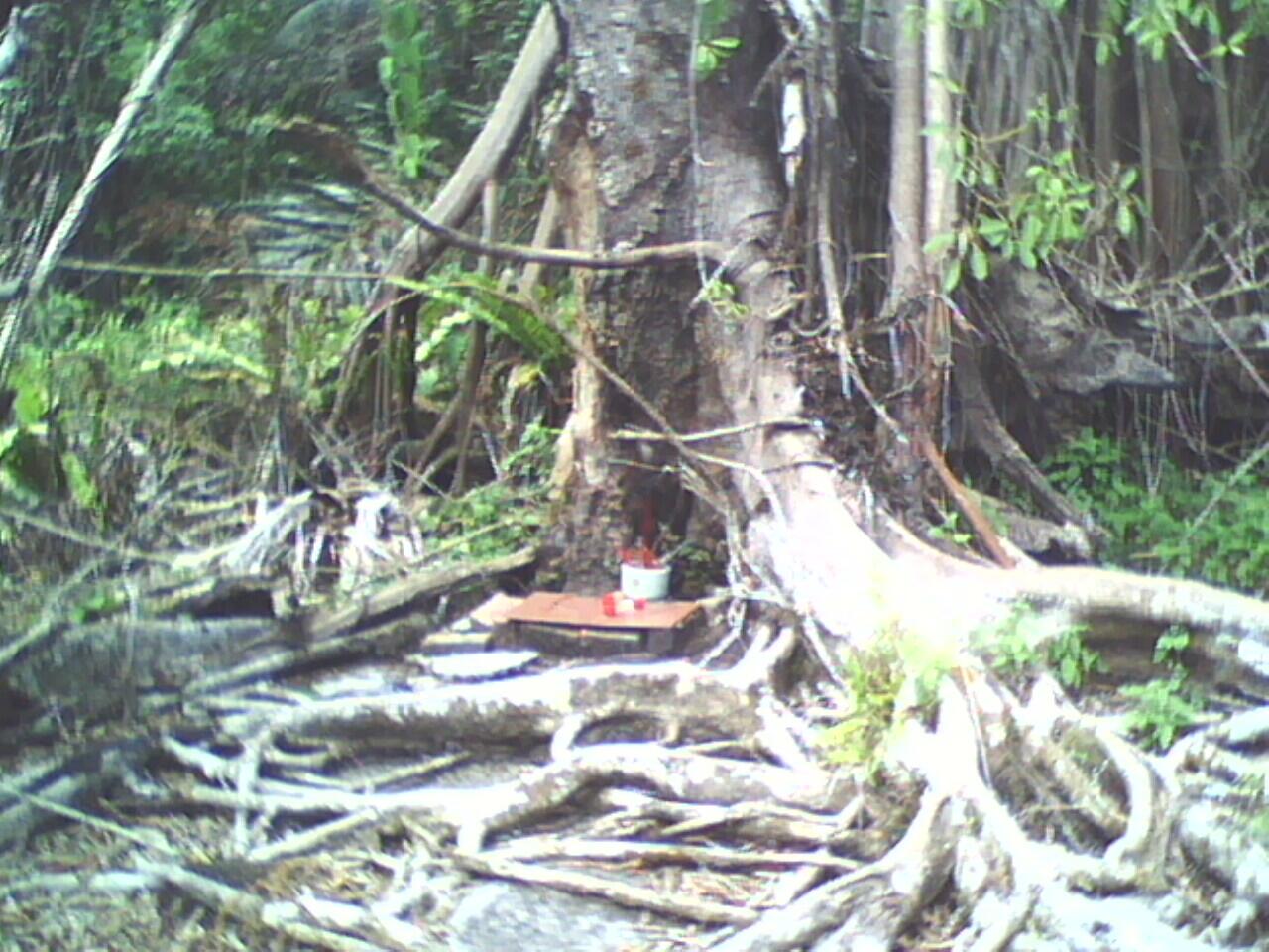 PARA SESEPUH, TOLONG TERRWANG PENGHUNI POHON INI (PIC) !