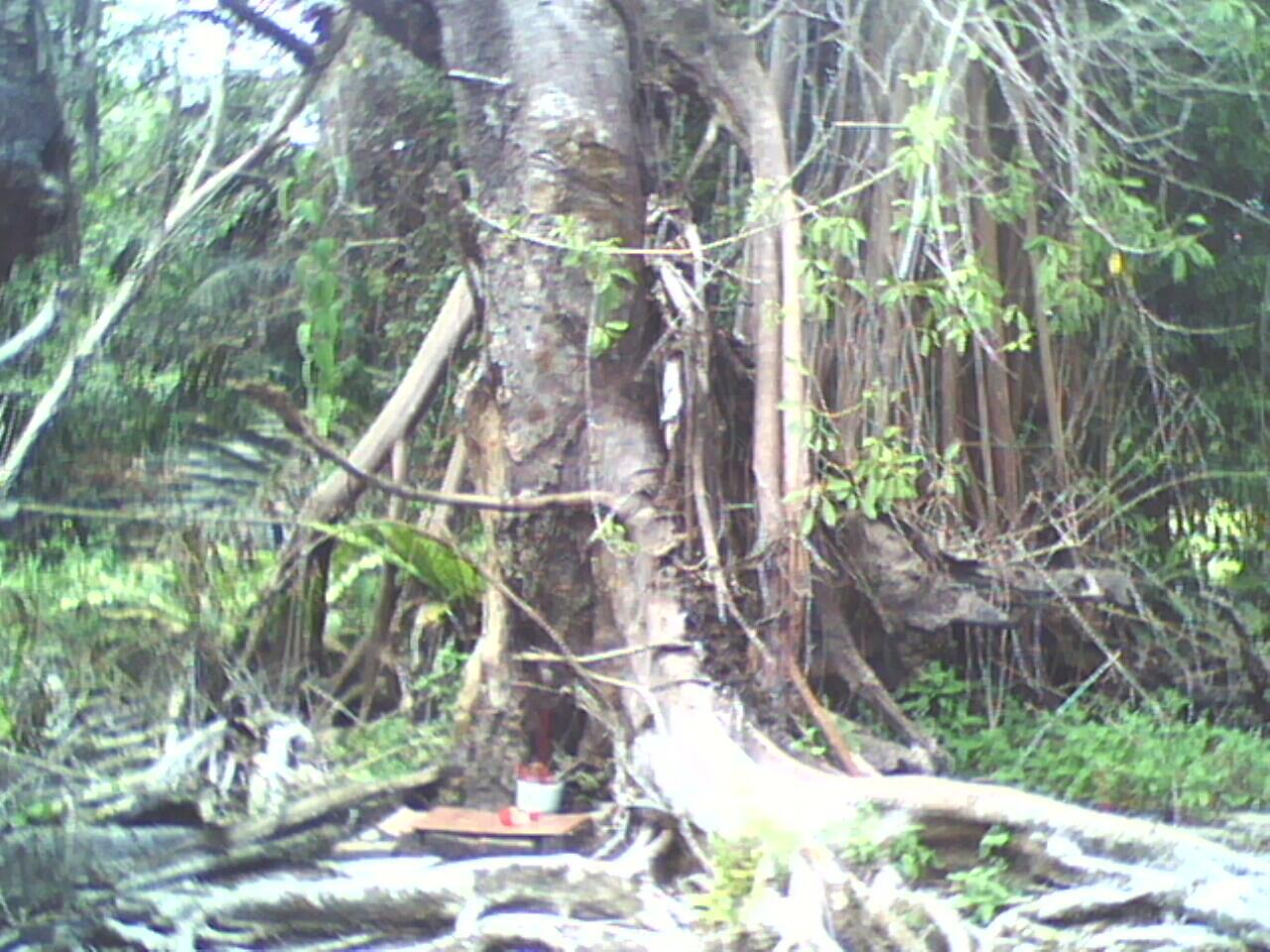 PARA SESEPUH, TOLONG TERRWANG PENGHUNI POHON INI (PIC) !