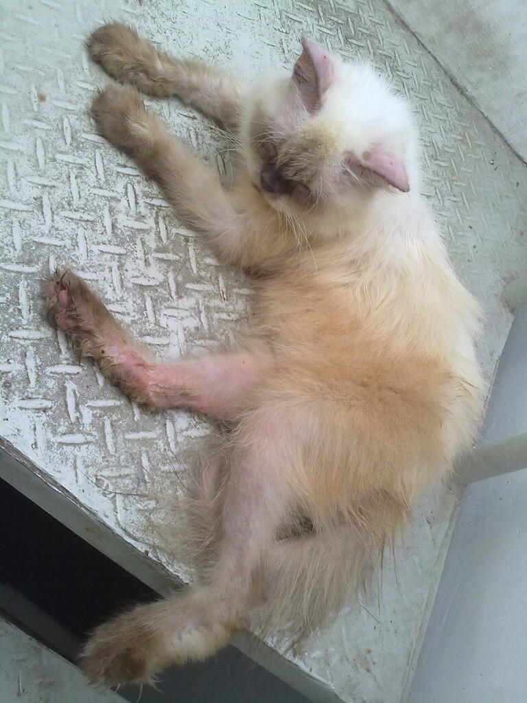 kucing borongan muraaaaaaaahhhhh..