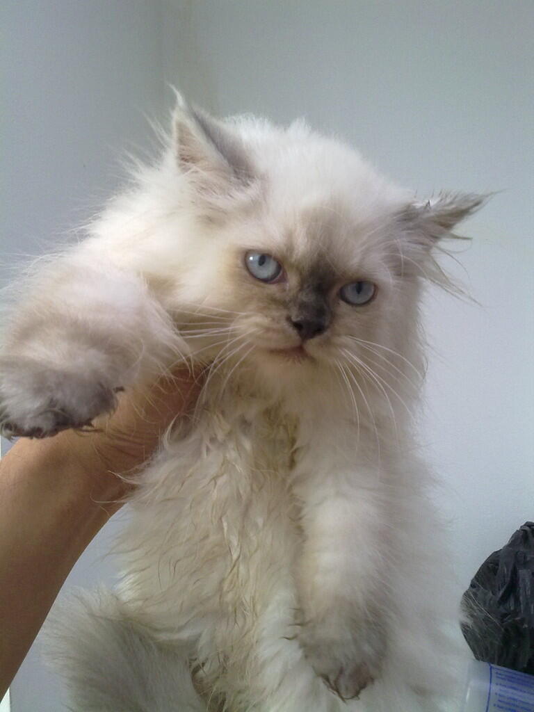 kucing borongan muraaaaaaaahhhhh..